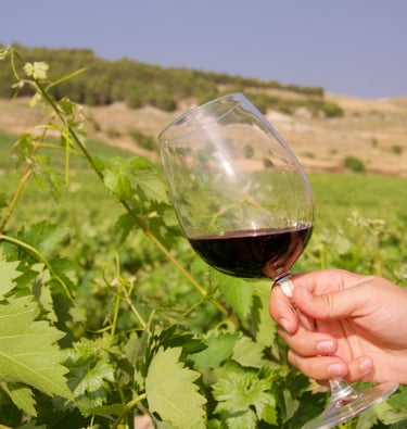 holding red wine in green vineyard