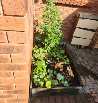 Backyard compost pile