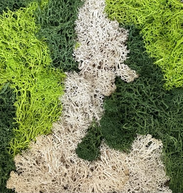 Mousse stabilisée Bocal terrarium
