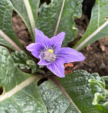 fleur flower  mandragora autumnalis