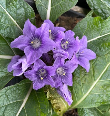 Fleur mandragore - Mandragora autumnalis