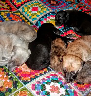 whippet puppies sleep