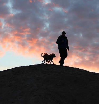 whippets outside sunset