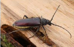 Capricorne des maisons