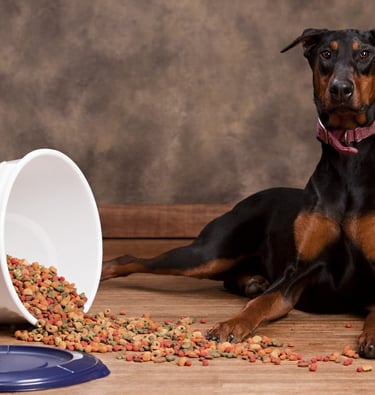 Dobermanfor sale puppies forsale