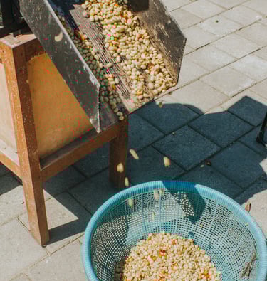 Freshly harvested green coffee beans falling from a processing chute into a blue plastic basket.