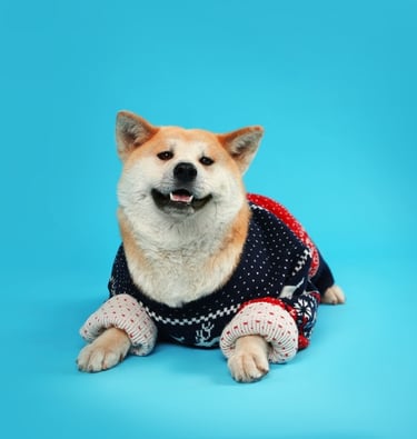 Suéter tejido artesanal para perro hecho a medida.