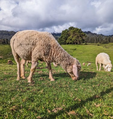 Mannavanur sheep