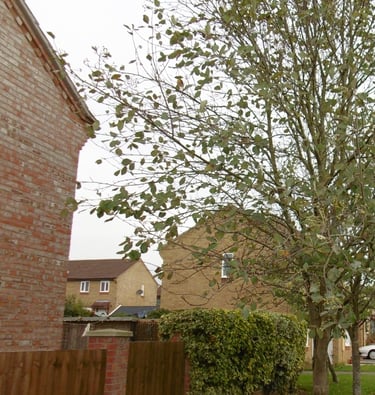 Tree growing next to a house.