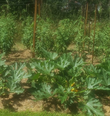 légumes paillage
