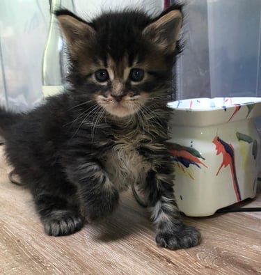 a kitten kitten sitting on a table next to a mug