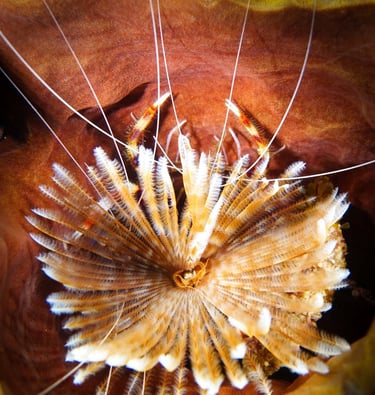 Feather duster worm filtering plankton offering a hiding to banded coral shrimps