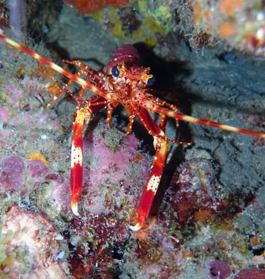 Red-banded lobster, a tiny and uncommon species that spends most of its time hidden in crevices