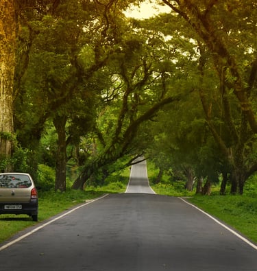 A road penetrating throught green jungle.