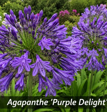 la fleur Agapanthe 'Purple Delight'