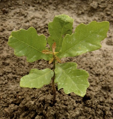 Tuščia užgaida manyti, kad pasodinus ąžuolą, jis tau iškart teiks paunksnę