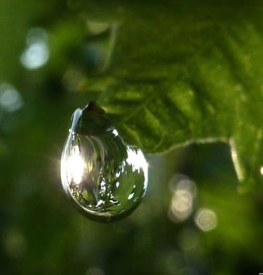 Kai leidiesi prisijaukinamas, gali tekti ir trupučiuką paverkti.