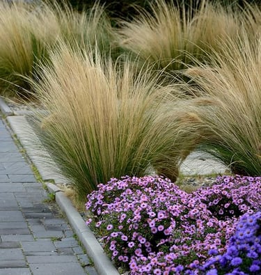 Massifs de graminées et vivaces décoratives dans les espaces paysagers de la Résidence Santini