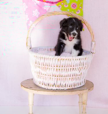 black and white border collie puppies 