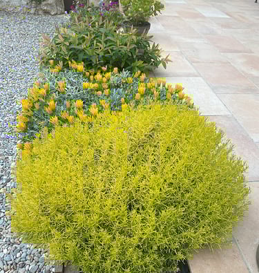 bac aménagé avec plantes basses pour délimiter la terrasse sans effet barrière