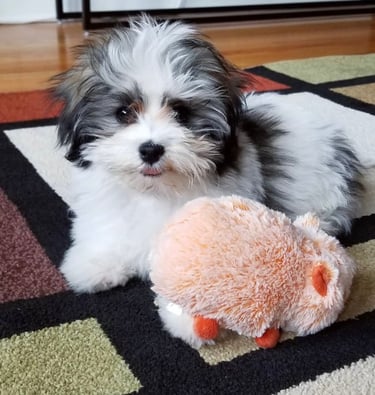 Babydoll cute Havanese
