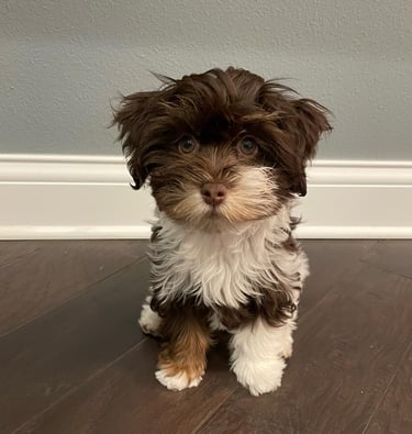 a small Havanese sitting on a hardwood floor