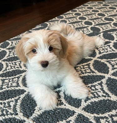 Henri Lying on the floor