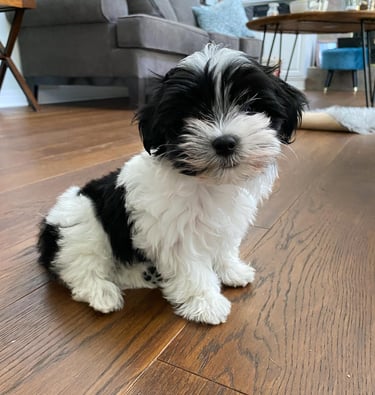 Black and white Havanese Puppy