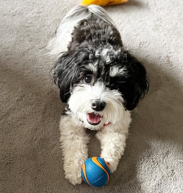 Bentley Havanese lying on the floor