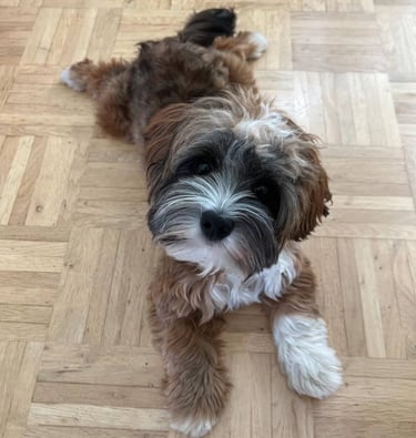 Sonic Lying on the floor