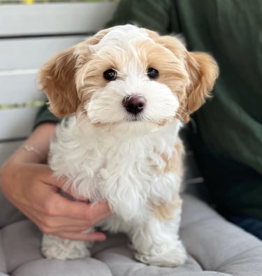 Havanese dog