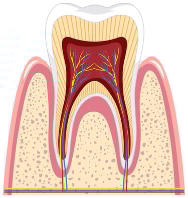 Nerfs dentaires hygiene-precision.com