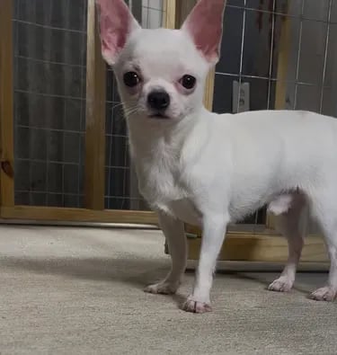 Artie the white AKC Louisiana Chihuahua—pink-eared champion-line male standing near gate