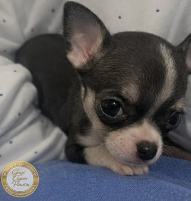 A small black and tan short-haired Chihuahua puppy resting on a blue and white blanket.
