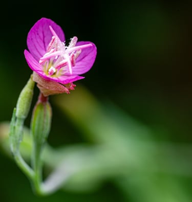 Macrophotographie fleur à Lyon par Mihary