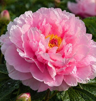 une fleurs Pivoine A BO KYU