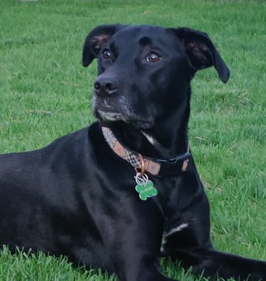 Evie Slagg is a black Labrador mix dog wearing a collar and laying on the grass.