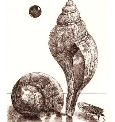 Tulip shell cicada marble engraving Robert De Groff DeGroff