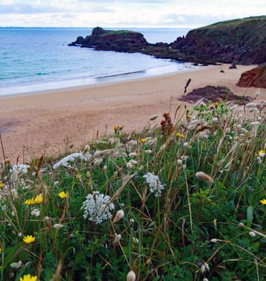 Vue d'une plage de Houat, flore et rochers, dans le guide de tourisme côtier Côté MER