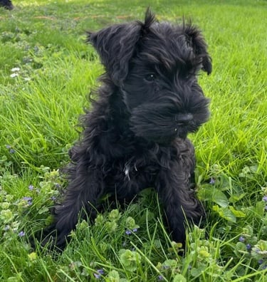 Chiot Schnauzer noir