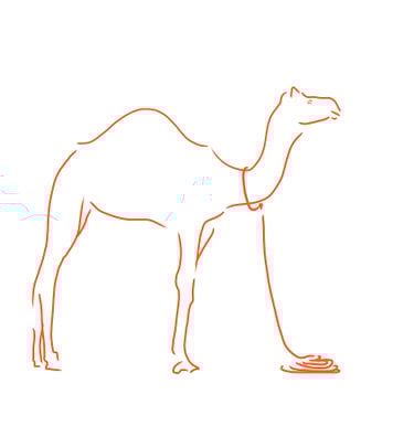 illustration of camel by Olivia Haughton