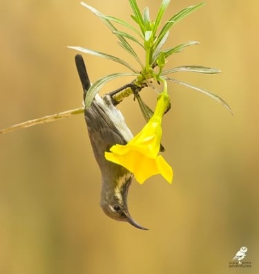 Een kleine vogel die ondersteboven aan een tak hangt om nectar te drinken uit een felgele bloem.