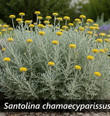 la plante Santolina chamaecyparissus