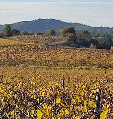vignobles autour de Pierrevert