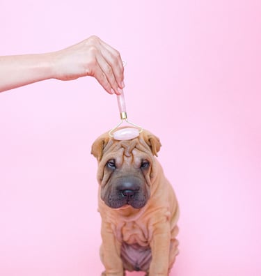 full grooming deluxe - pet grooming-oatmeal conditioner- keratin- dog spa- pet spa- luxury grooming