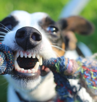dental cleaning no anesthetic pet grooming, dog dental cleaning, professional dog groomer near me