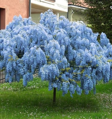 Blue Chinese Wisteria Tree