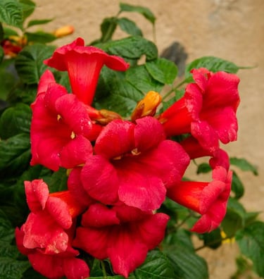 Atomic Red™ Trumpet Vine