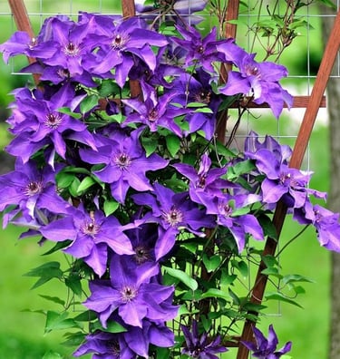 Sacha™ Clematis Clematis 'Evipo060' SACHA™