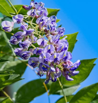 Blue Moon Wisteria
